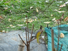 Amaurornis phoenicurus