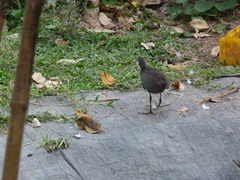 Amaurornis phoenicurus