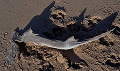 Mustelus