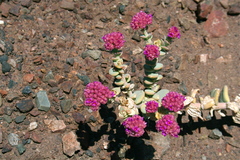Cistanthe salsoloides