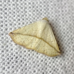 Eublemma perversicolor