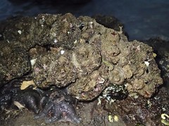 Pyura doppelgangera