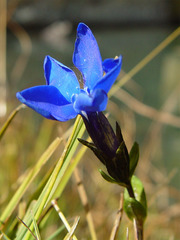 Gentiana bavarica bavarica