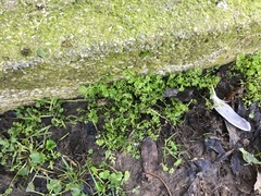 Floerkea proserpinacoides