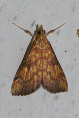 Pyrausta ignealis
