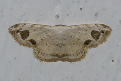 Scopula butleri