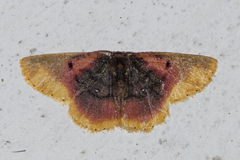 Chrysocraspeda dysmothauma