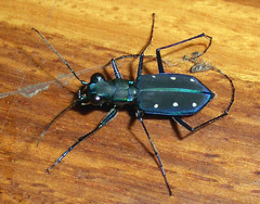 Cicindela flavomaculata