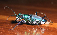 Cicindela flavomaculata