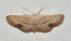 Scopula aemulata