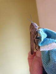 Anacridium aegyptium