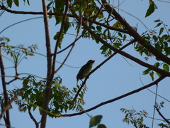 Psilopogon haemacephalus