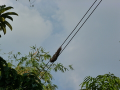 Callosciurus finlaysonii