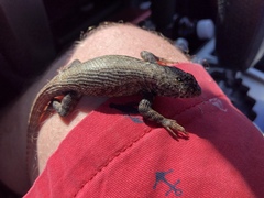 Sceloporus pyrocephalus