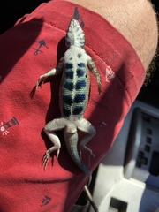 Sceloporus pyrocephalus