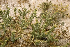 Cistanthe celosioides