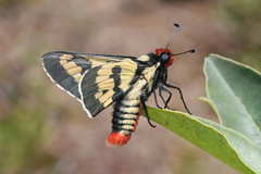 Sarbia xanthippe