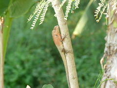 Calotes versicolor