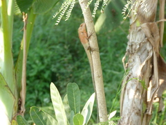 Calotes versicolor