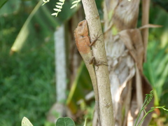 Calotes versicolor