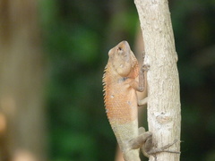 Calotes versicolor
