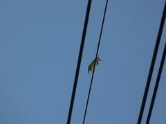 Psilopogon haemacephalus