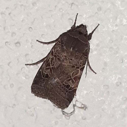 Orthodes curvirena (Mariposas Noctuidae ocorrentes no Rio Grande do Sul ...