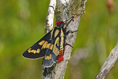 Sarbia xanthippe