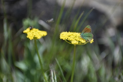 Callophrys affinis