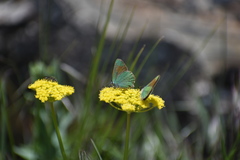 Callophrys affinis