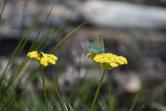 Callophrys affinis