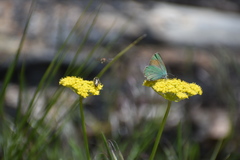 Callophrys affinis