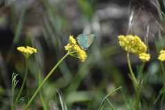 Callophrys affinis