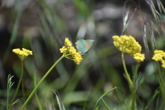 Callophrys affinis