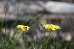 Callophrys affinis