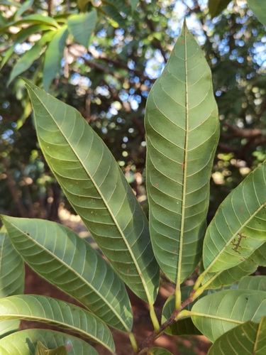 Annona reticulata - Leaves