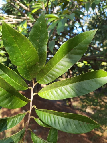 Annona reticulata - Leaves