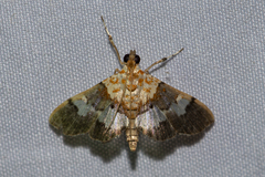 Aetholix flavibasalis
