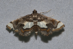 Agassiziella picalis
