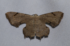 Dysaethria quadricaudata