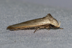 Oditinae