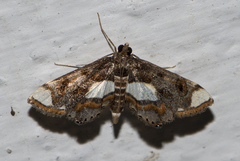 Agassiziella picalis