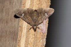 Nosophora