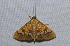 Nosophora semitritalis