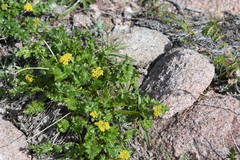 Cymopterus hallii