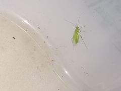 Blepharidopterus diaphanus