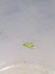 Blepharidopterus diaphanus