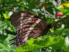 Papilio scamander