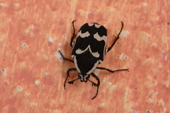Amithao marginicollis