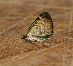 Chloroclysta siterata